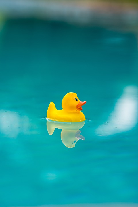 Roztomilá kachnička v bazénu. 