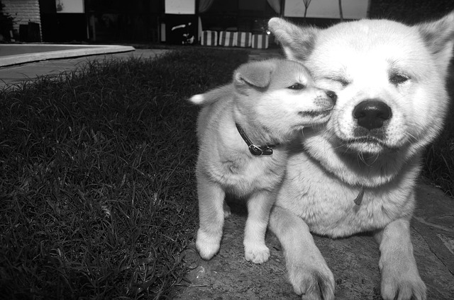 Akita inu jsem si zamilovala. 