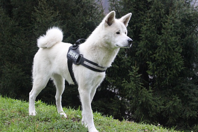 Akita inu je společenské plemeno. 
