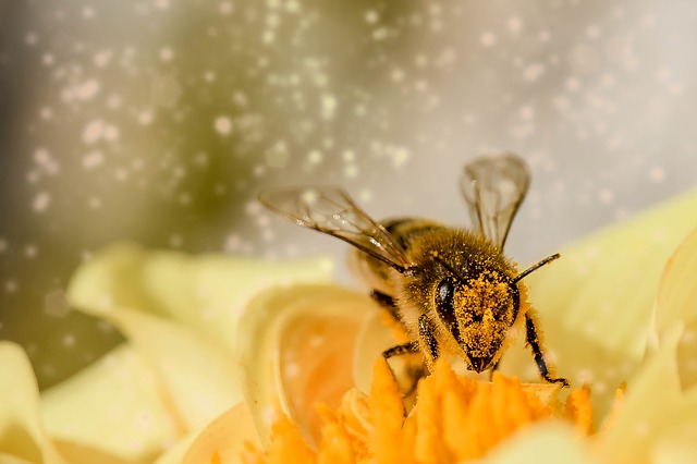 včela od pylu